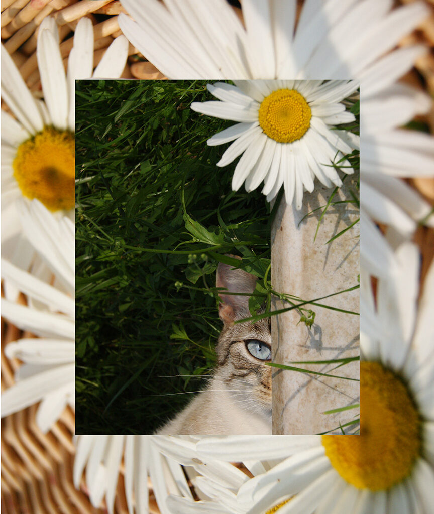 Photographie composée de fleurs (marguerites) et d'un chat aux yeux bleus dans l'herbe de l'atelier boutique de fleurs 