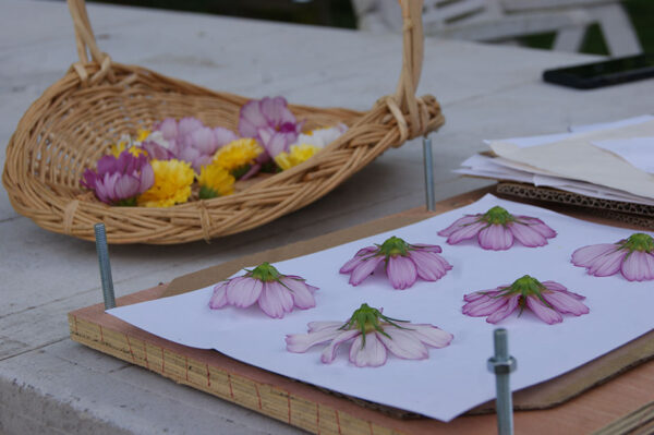 Presse artisanale à fleurs avec des cosmos et panier en osier plein de fleurs colorées type cosmos et calendula