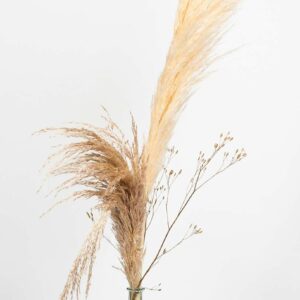 Vase en verre transparent contenant des pampas, monnaie du pape et graminées