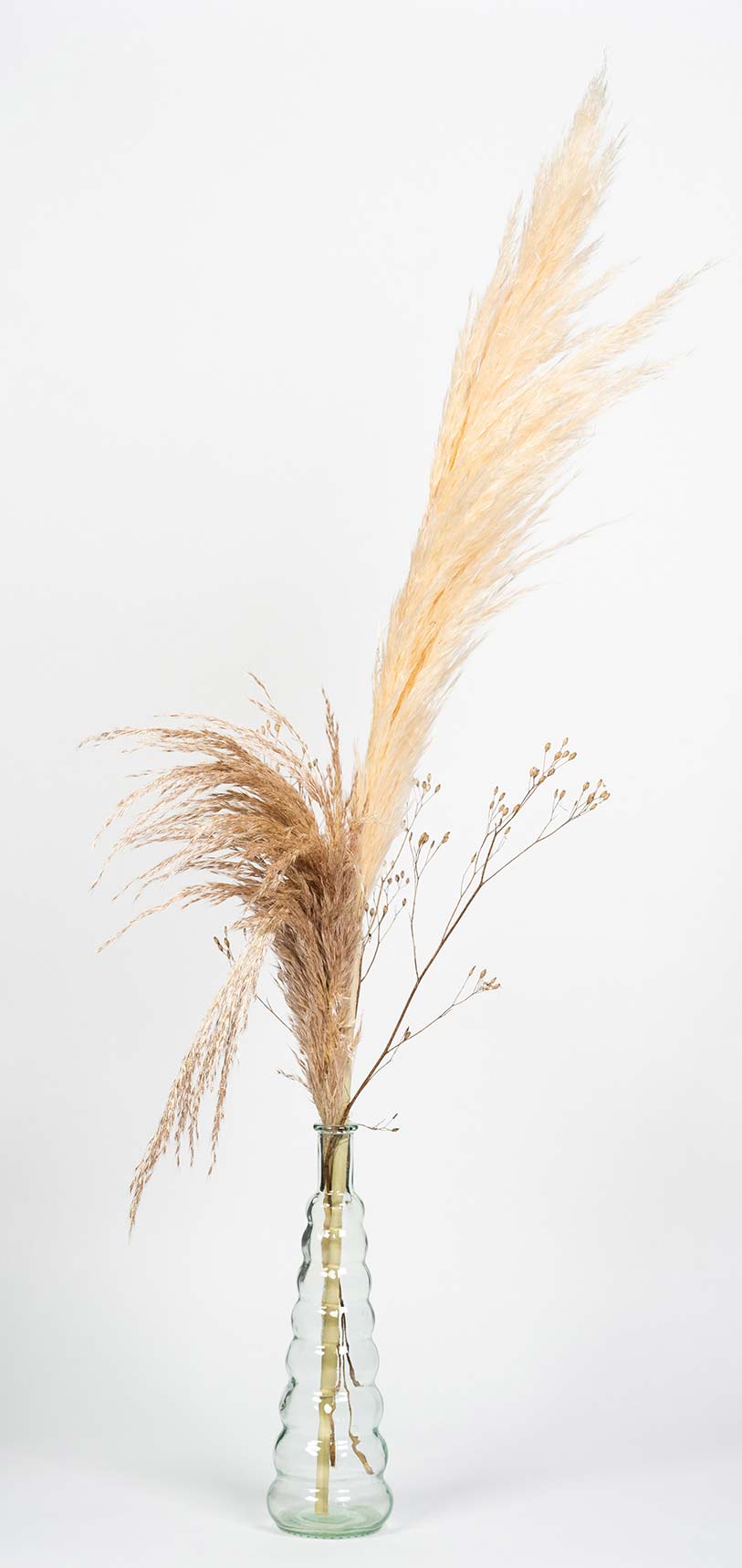 Vase en verre transparent contenant des pampas, monnaie du pape et graminées