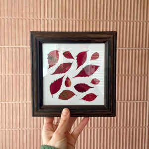 herbier de feuilles de vigne vierge rouges encadré