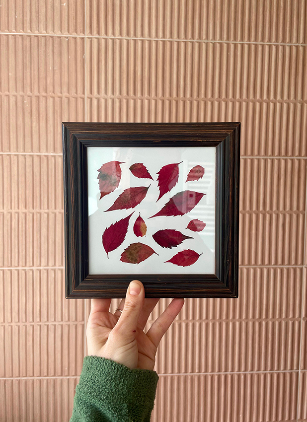 herbier de feuilles de vigne vierge rouges encadré