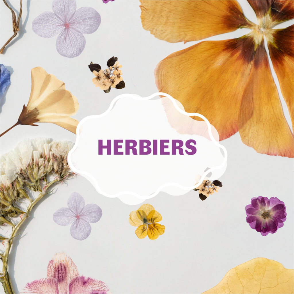 Texte indiquant "herbier" sur fond de fleurs préssées