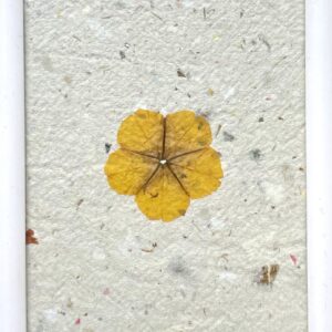 Herbier mono-fleur avec diverses un bouton d'or