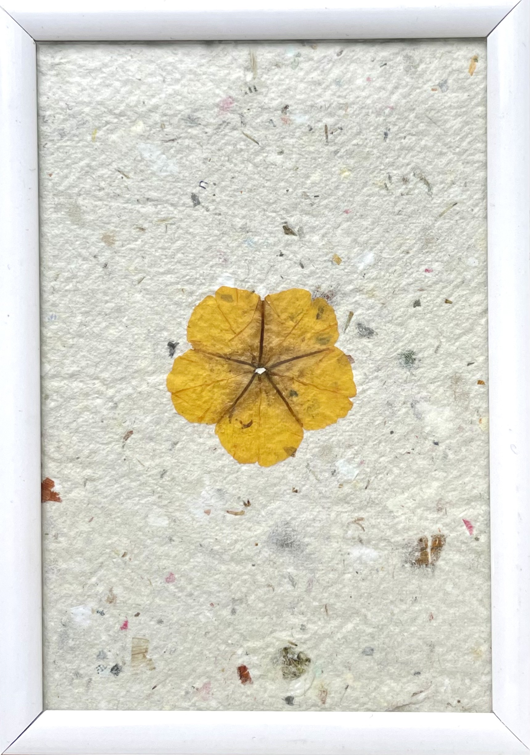 Herbier mono-fleur avec diverses un bouton d'or