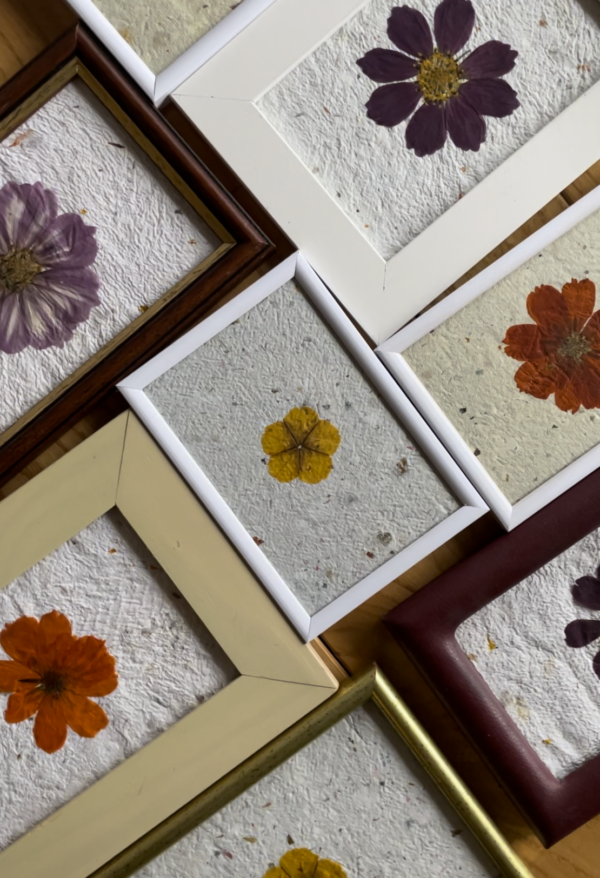 Herbier mono-fleur avec diverses variétés de fleurs, vue du dessus