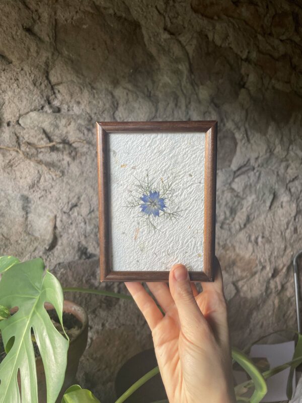 Herbier mono-fleur avec une fleur de nigelle bleue dans un cadre en bois