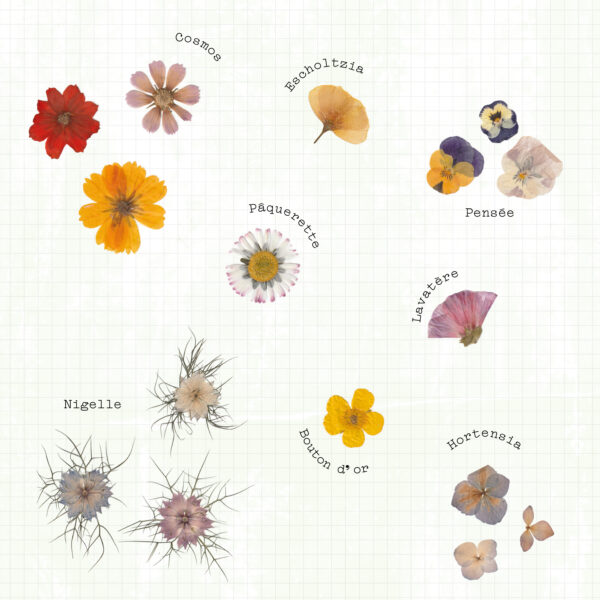 Planche présentant les différentes variétés de fleurs présentes parmis les modèles d'herbiers monofleur