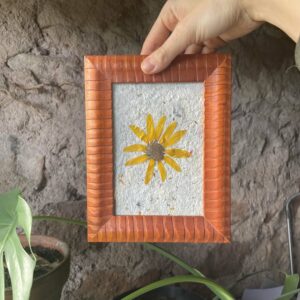 Herbier mono-fleur avec une fleur de topinambourdans un cadre en bois