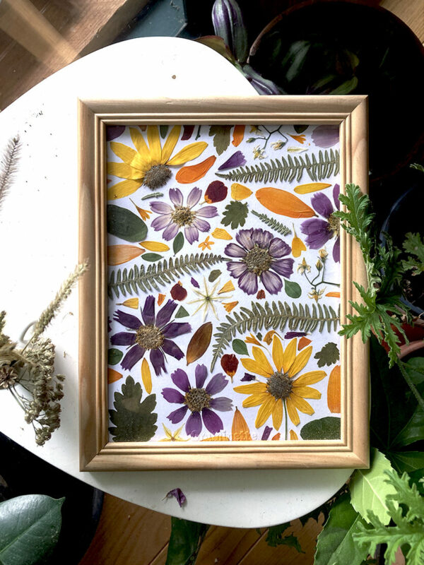 Herbier de fleurs pressées colorées. Cadre en bois clair