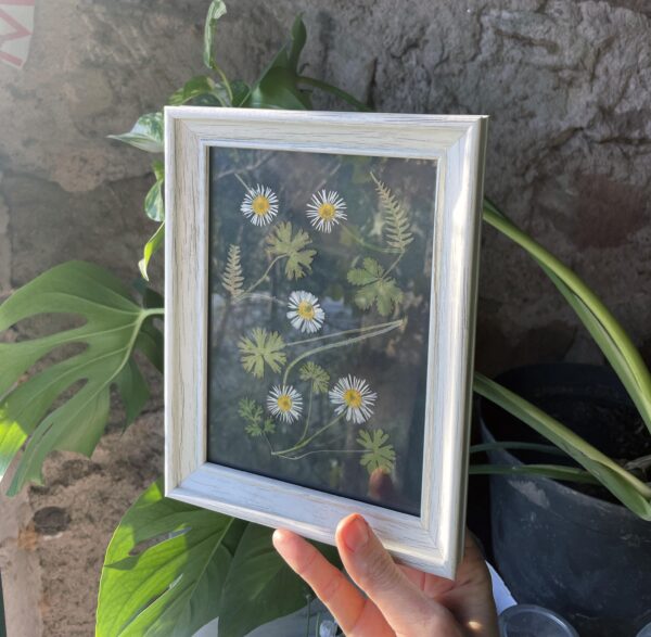 Herbier de fleurs pressées colorées sur fond noir et en bois blanc tenu par la main