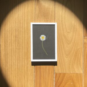 herbier monofleur paquerette sur ond noir et cadre blanc