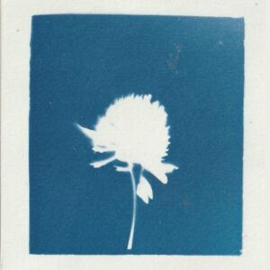 Empreinte de fleur révelée par le technique d'impression du cyanotype - bleu de prusse - fleur de trèfle