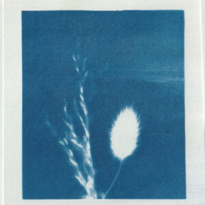 Empreinte de fleur révelée par le technique d'impression du cyanotype - bleu de prusse - fleur diverses