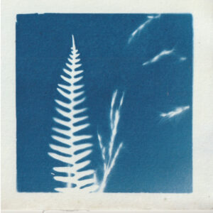 Empreinte de fleur révelée par le technique d'impression du cyanotype - bleu de prusse - fougère et graminées