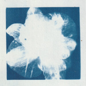 Empreinte de fleur révelée par le technique d'impression du cyanotype - bleu de prusse - fleur d'orchidée