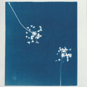 Empreinte de fleur révelée par le technique d'impression du cyanotype - bleu de prusse - fleur de carottes sauvages