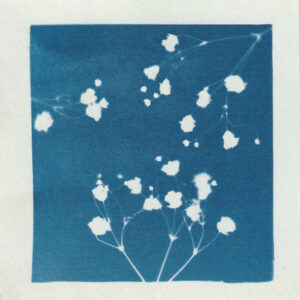 Empreinte de fleur révelée par le technique d'impression du cyanotype - bleu de prusse - fleur de gypsophile