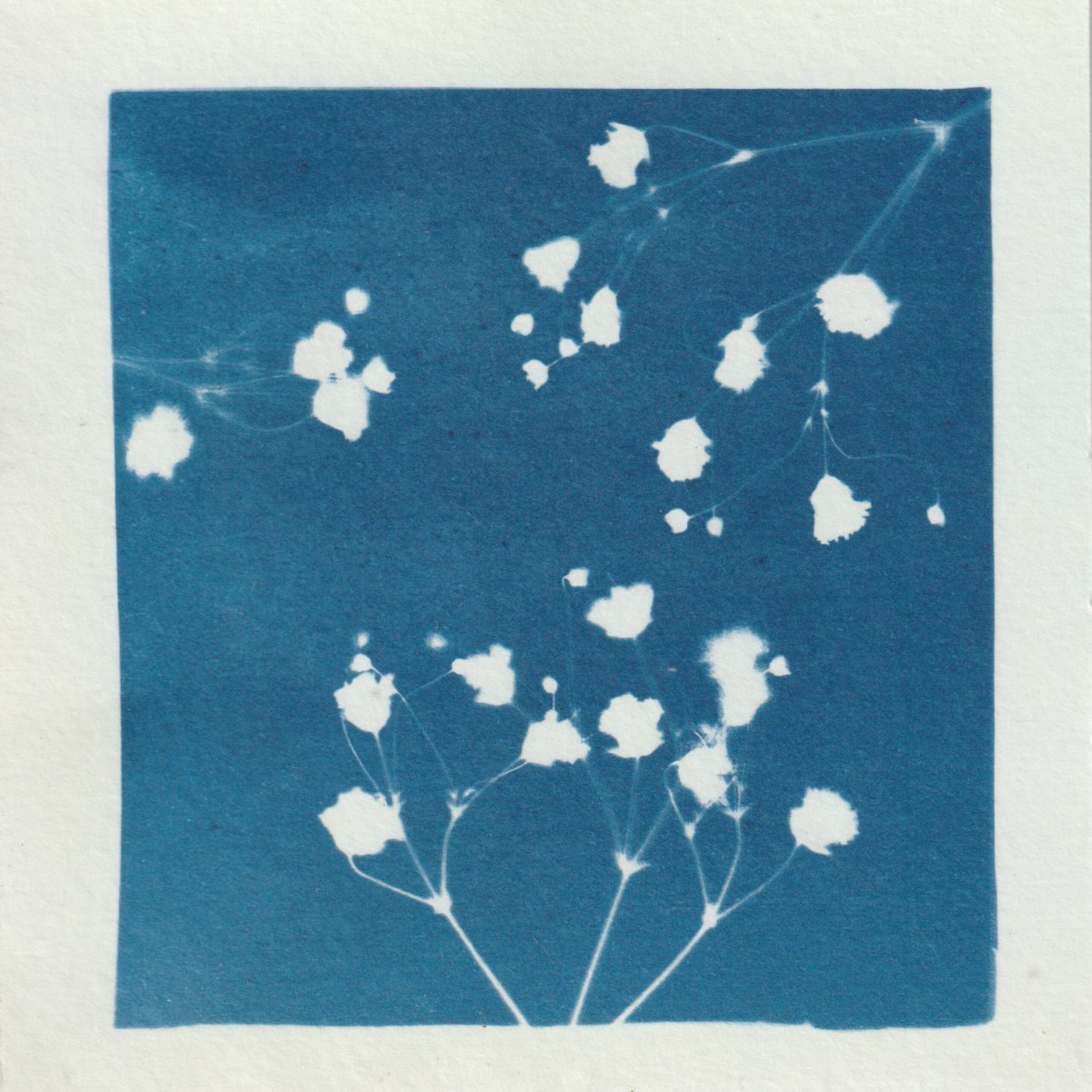 Empreinte de fleur révelée par le technique d'impression du cyanotype - bleu de prusse - fleur de gypsophile