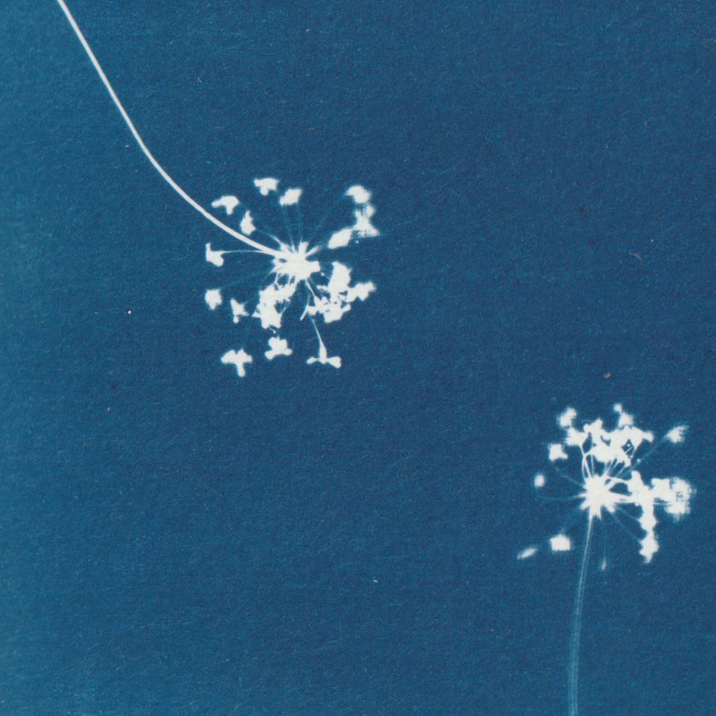 Empreinte de fleur révelée par le technique d'impression du cyanotype - bleu de prusse - fleur de carottes sauvages