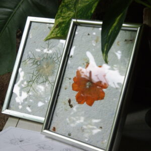 Deux herbiers avec une seule fleurs, l'un est un cosmos, l'autre une nigelle