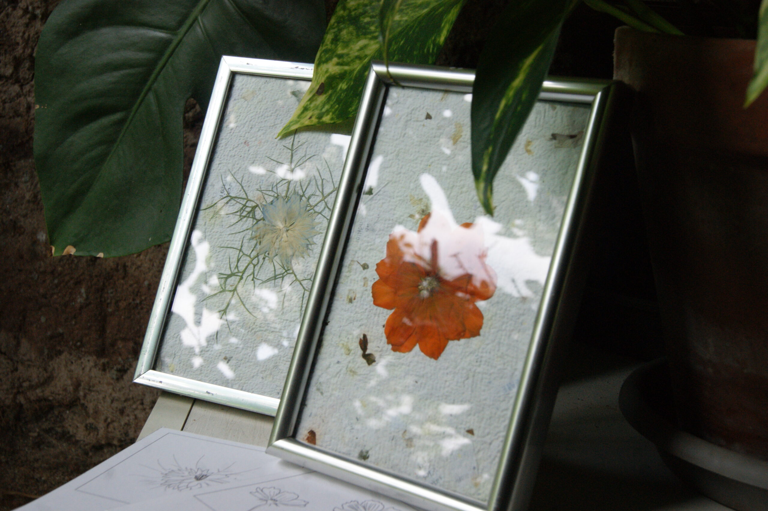 Deux herbiers avec une seule fleurs, l'un est un cosmos, l'autre une nigelle